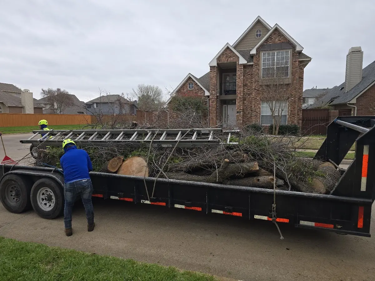 Expert Tree Removal with proper safety equipment in Granby